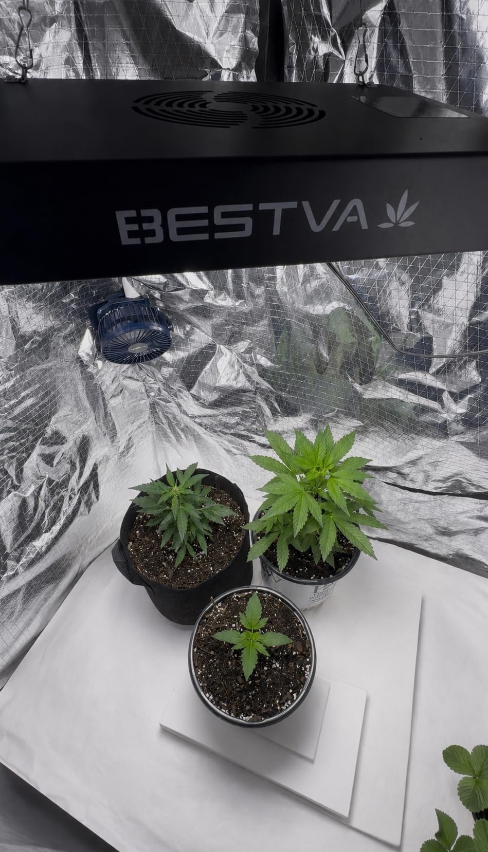 BESTVA DC1000 LED Grow Light, Full Spectrum Grow Lights for Indoor Plants customer photo 2