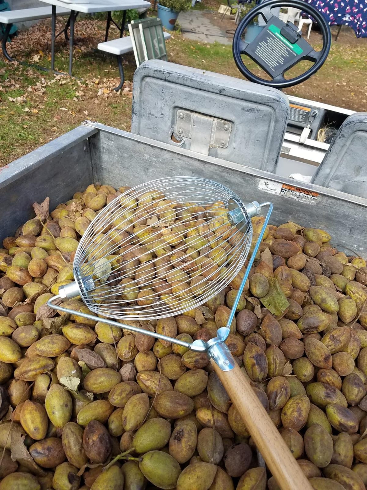 Large Nut Wizard- Nut Picker Upper for Black Walnuts and Sweet Gumball Rake 17