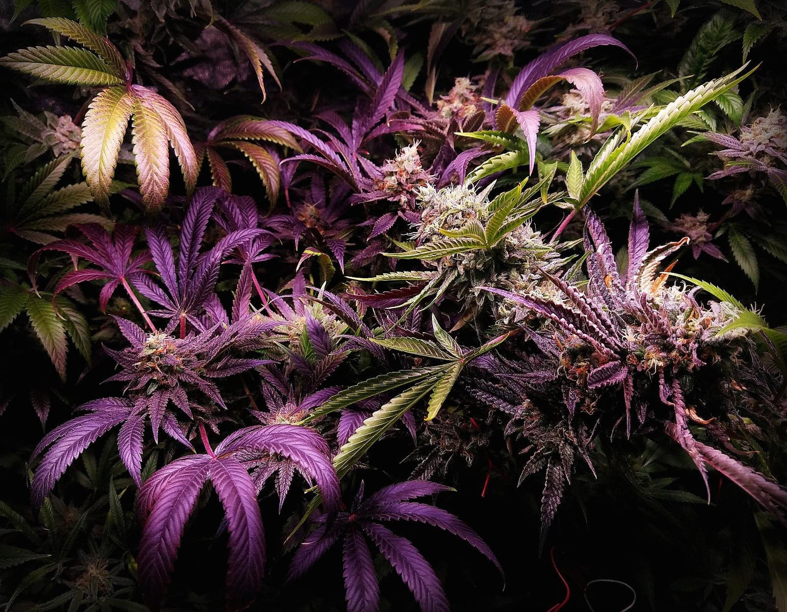 Exhale CO2 Exhale XL CO2 Bag customer photo 1