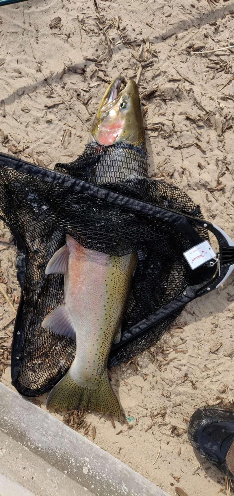 Fiblink Folding Aluminum Fishing Landing Net Fish Net with Extending Telescoping Pole Handle customer photo 1