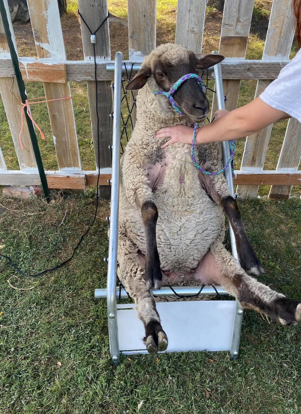 Premier 1 Deck Chair for Sheep customer photo 1