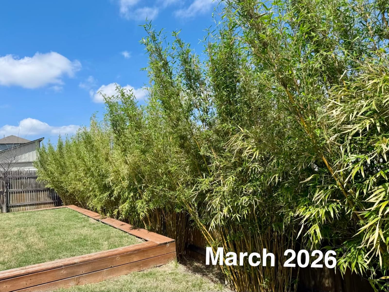 Bambusa Alphonse KARR/Golden Hedge Clumping Bamboo- Non-Invasive Variety 1 Gal Size customer photo 1