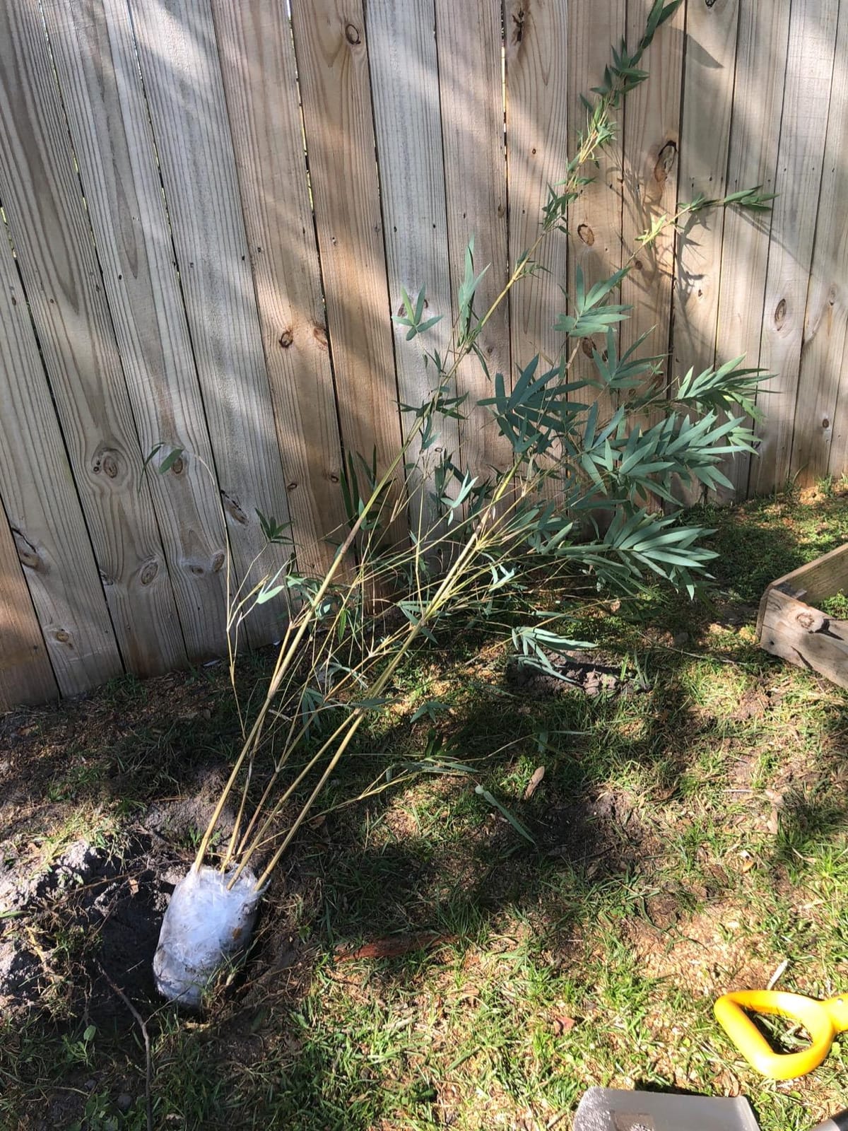 Bambusa Alphonse KARR/Golden Hedge Clumping Bamboo- Non-Invasive Variety 1 Gal Size customer photo 2