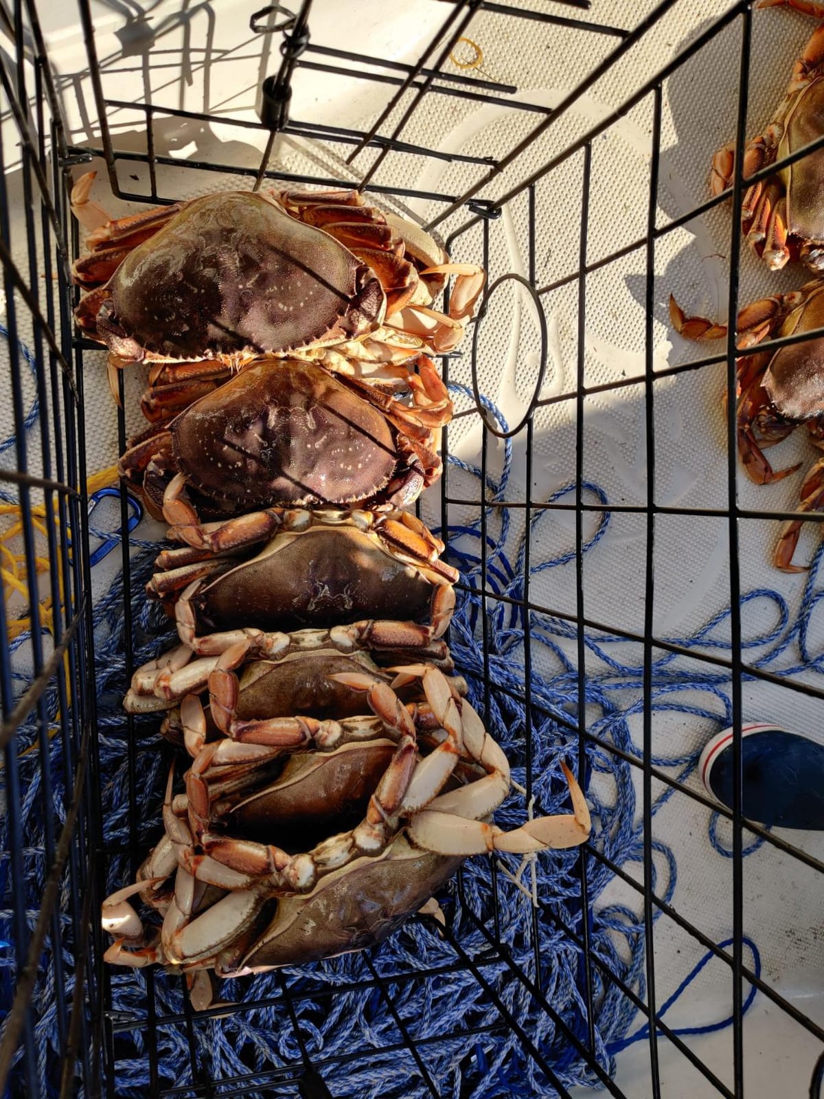 2-Pack of KUFA Vinyl Coated Crab Trap & Accessory kit Including 100' Rope, Caliper, Harness, Bait Bag & Red/White Float customer photo 2