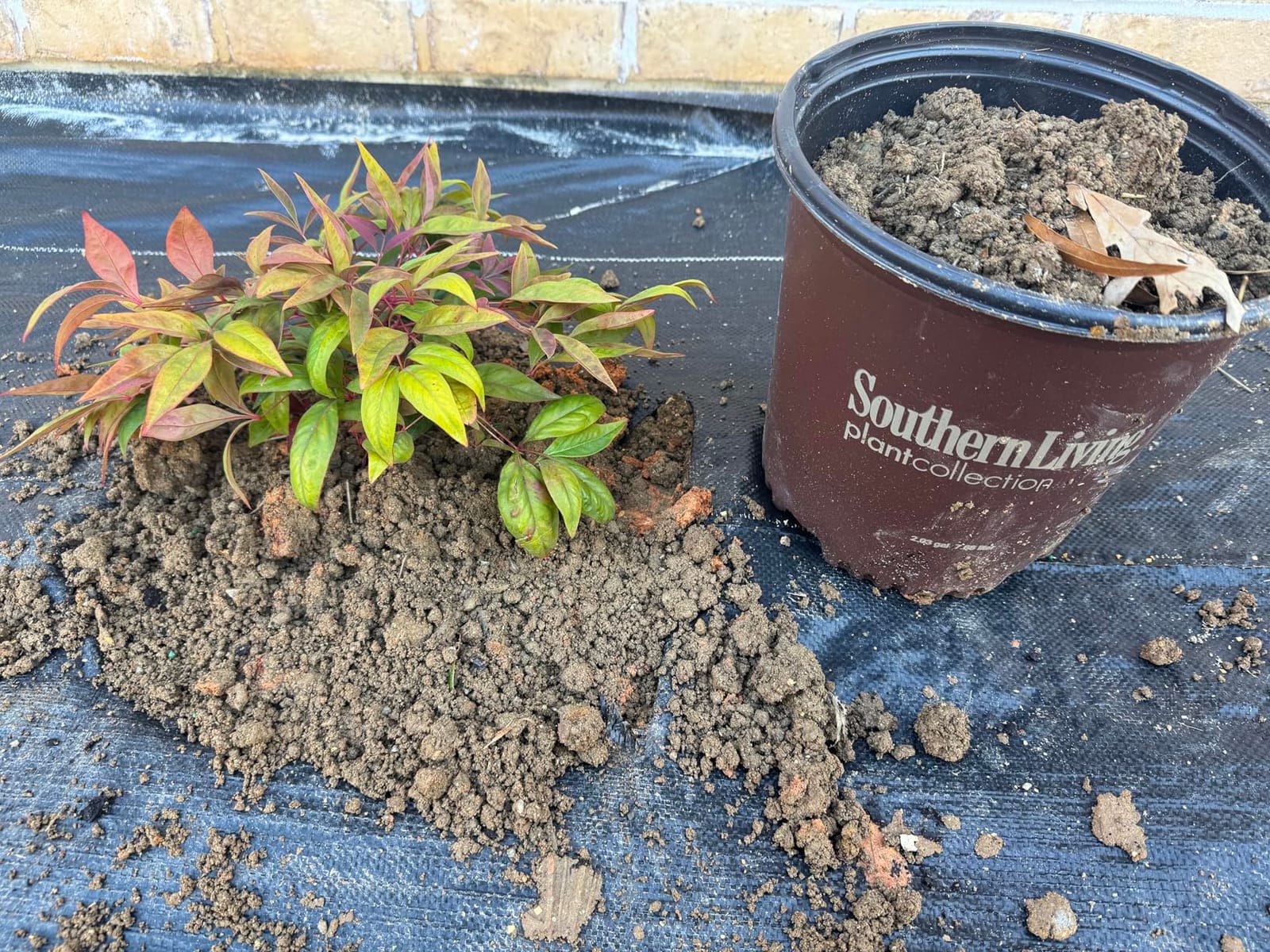 Southern Living 2 Gal. Blush Pink Nandina Shrub customer photo 1
