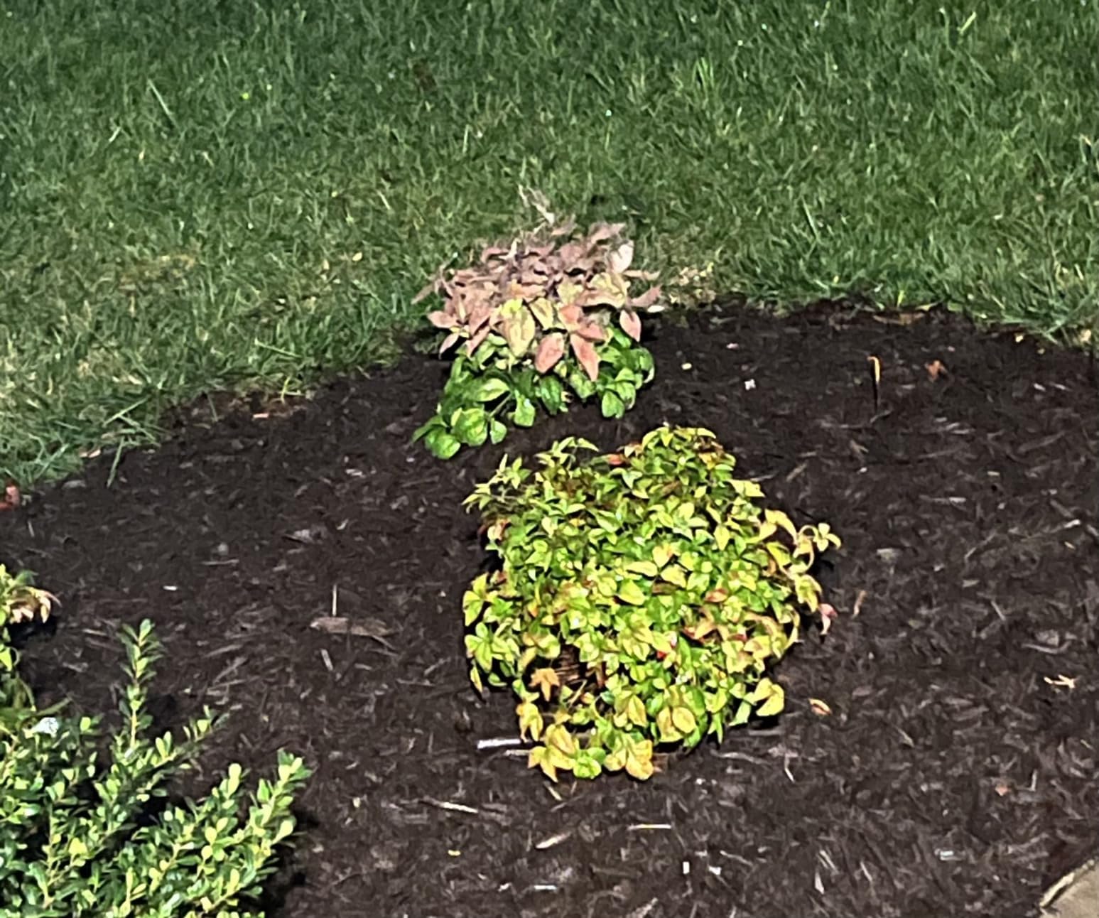 Southern Living 2 Gal. Blush Pink Nandina Shrub customer photo 2