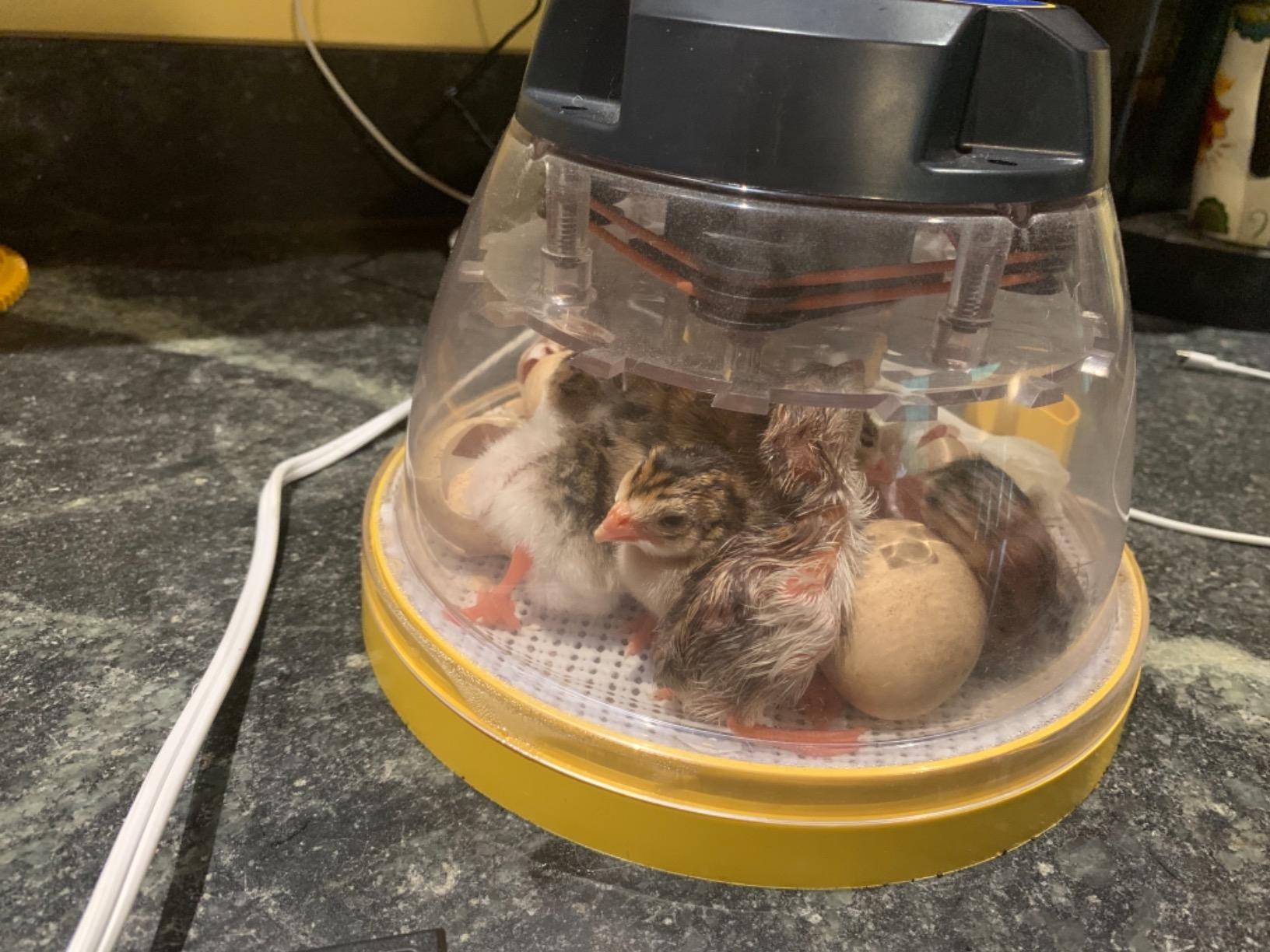 Brinsea Mini II Advance Incubator with Automatic Turner for Hatching 7 Eggs customer photo 2