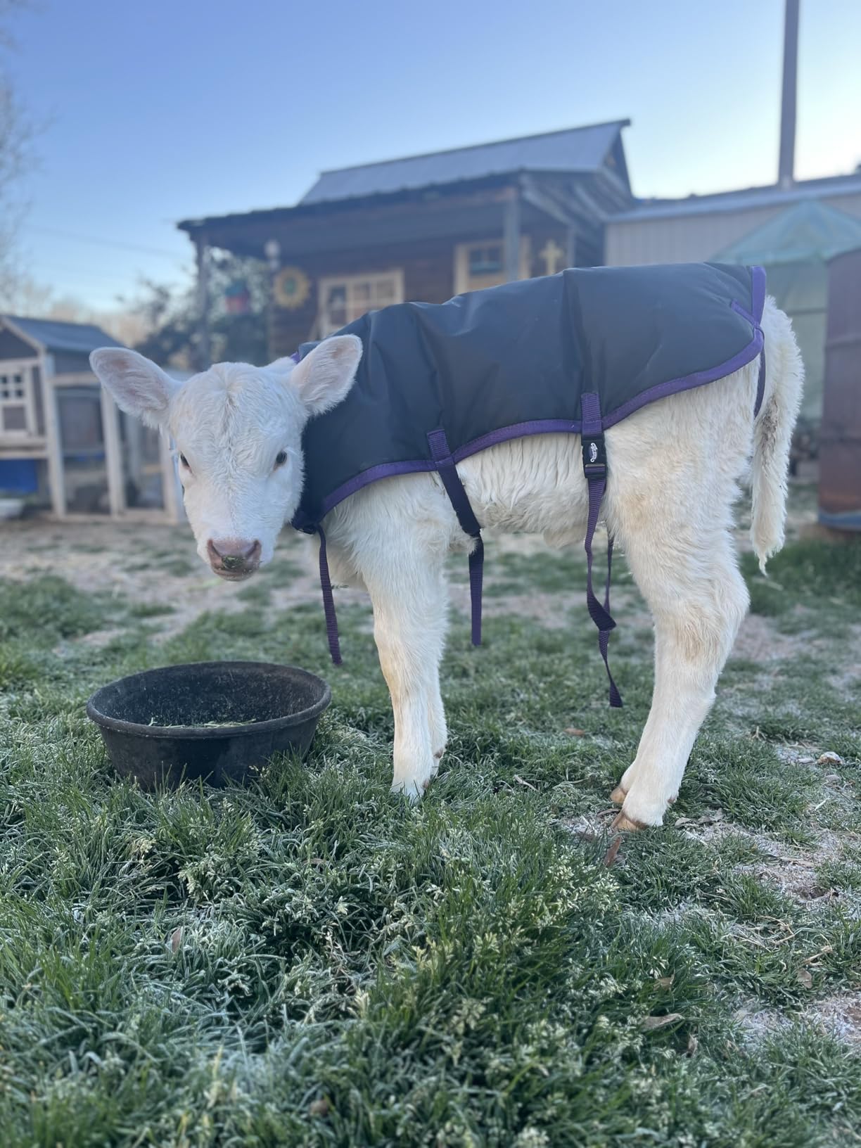 Weaver Leather Livestock Pro Calf Blanket customer photo 2