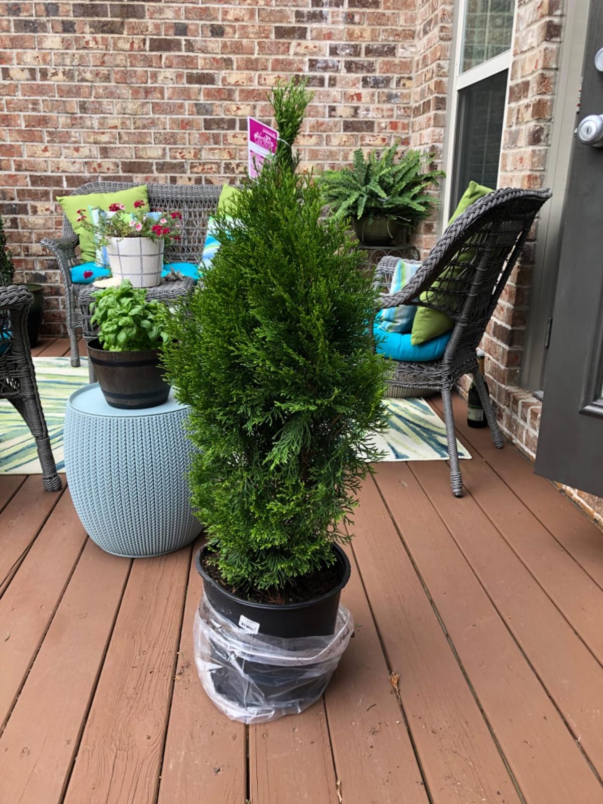 Live Plant Green Promise Farms, Thuja occidentalis 'Smargd' Emerald Green Arborvitae #3 Size Container, Evergreen customer photo 1