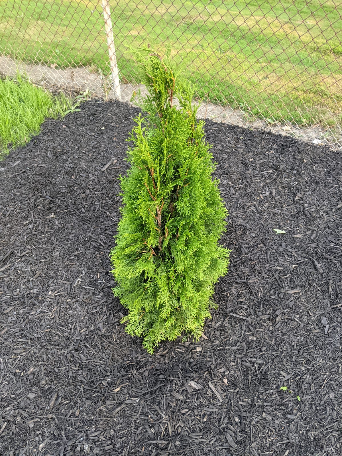 Live Plant Green Promise Farms, Thuja occidentalis 'Smargd' Emerald Green Arborvitae #3 Size Container, Evergreen customer photo 2