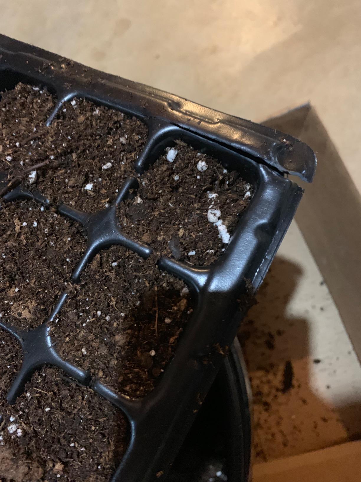 Bootstrap Farmer 50 Cell Seed Starting Trays Extra Strength, 5 Pack, Seedling Tray 1020 Inserts customer photo 2
