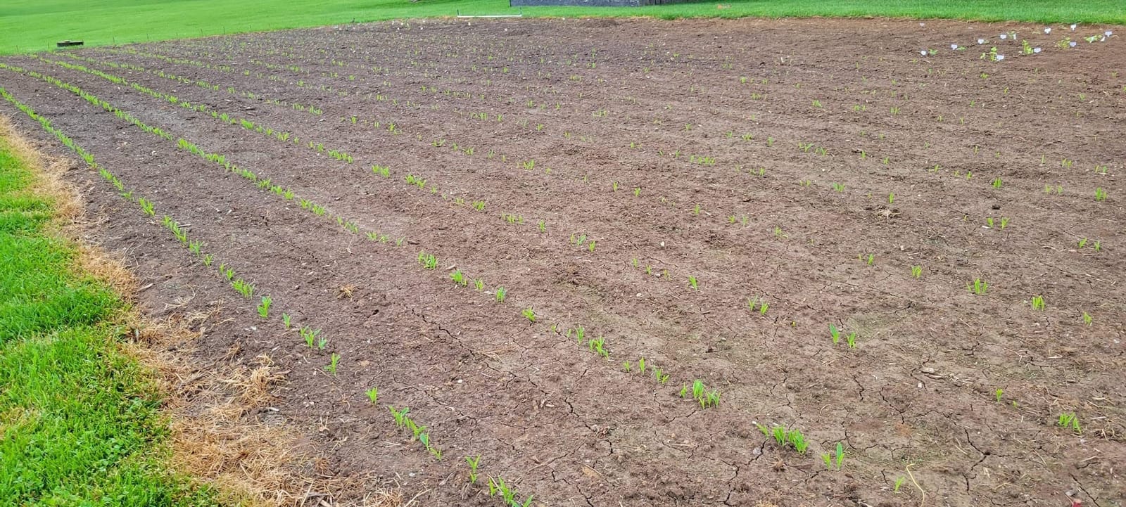 CHAPIN 8701B Push Garden Seeder for Row Planting, 20 Seed Varieties | Plant rows faster with interchangeable seed plates for multiple seed types, plus a rust-resistant hopper for garden use customer photo 2