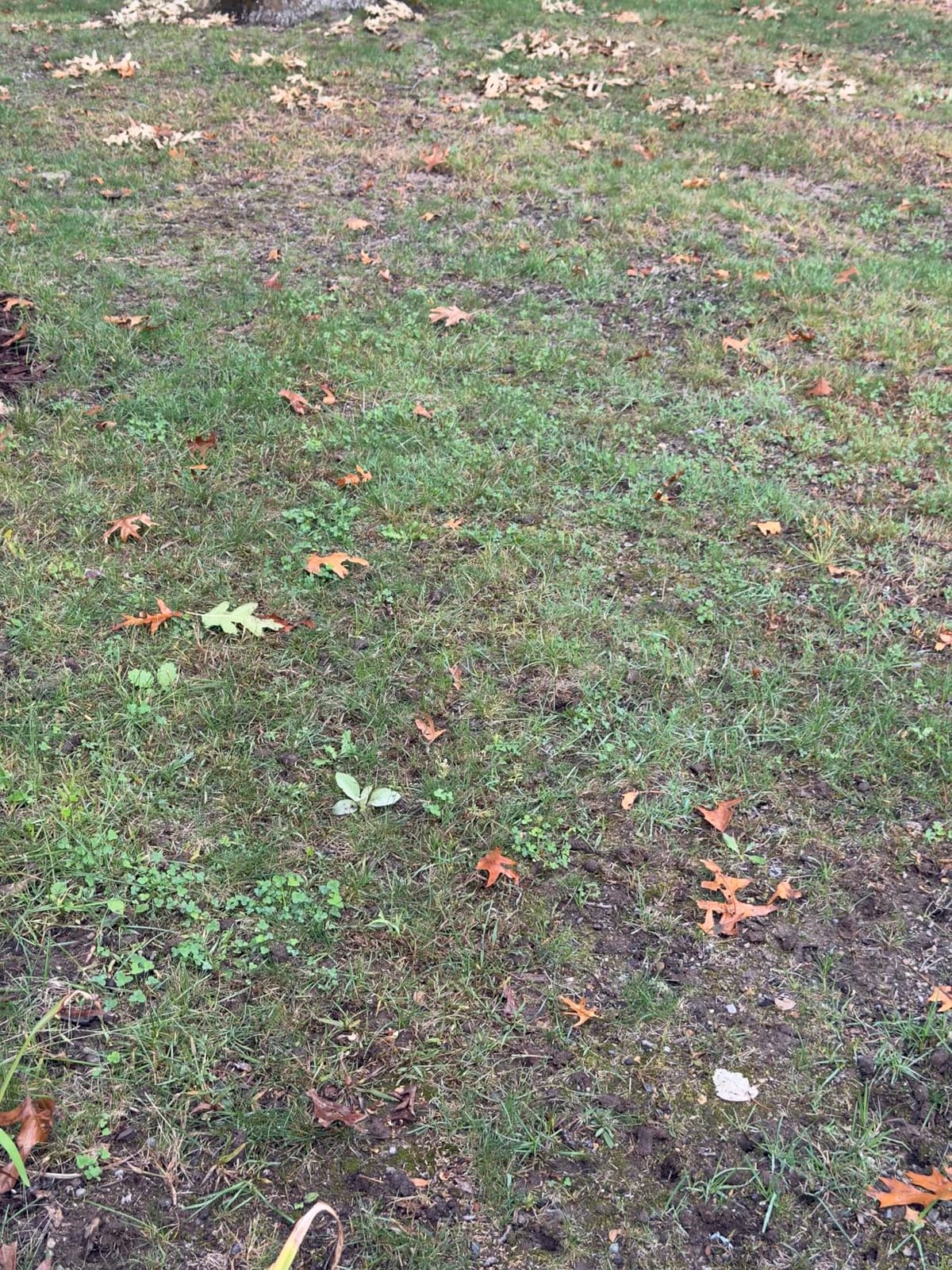 Liquid Soil Loosener- Soil Conditioner-Use alone or when Aerating with Mechanical Aerator or Core Aeration- Simple Lawn Solutions- Any Grass Type-Great for Compact Soils, Standing water, Poor Drainage customer photo 2