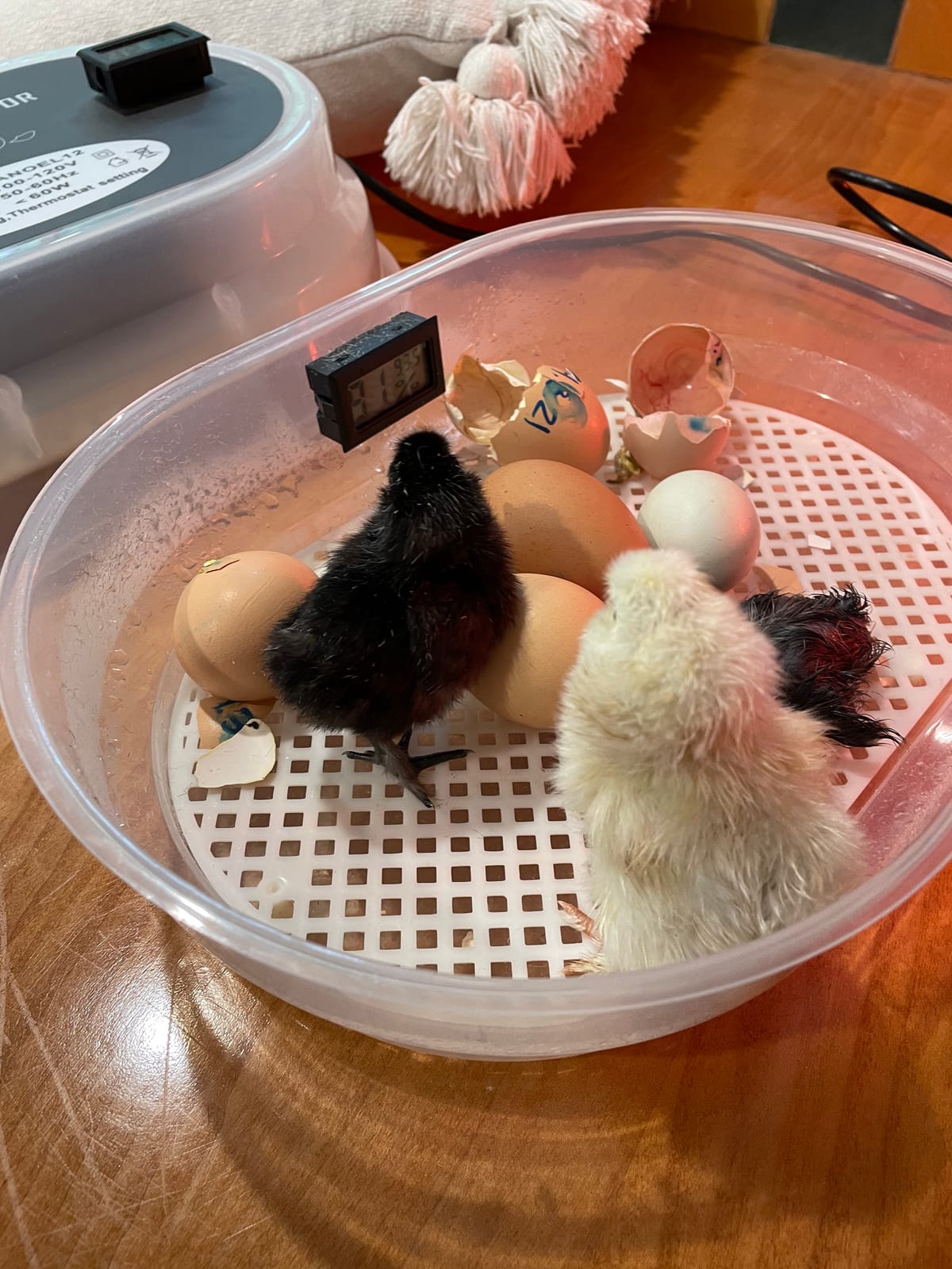 HBlife Digital Egg Incubator for Hatching 9-12 Chicken, Quail and Duck Eggs, with Fully Automatic Egg Turning and Temperature Display, Hatcher for Turkeys, Birds, Parrots and Poultry customer photo 1