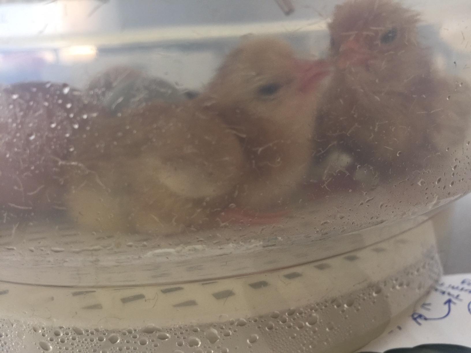 HBlife Digital Egg Incubator for Hatching 9-12 Chicken, Quail and Duck Eggs, with Fully Automatic Egg Turning and Temperature Display, Hatcher for Turkeys, Birds, Parrots and Poultry customer photo 2