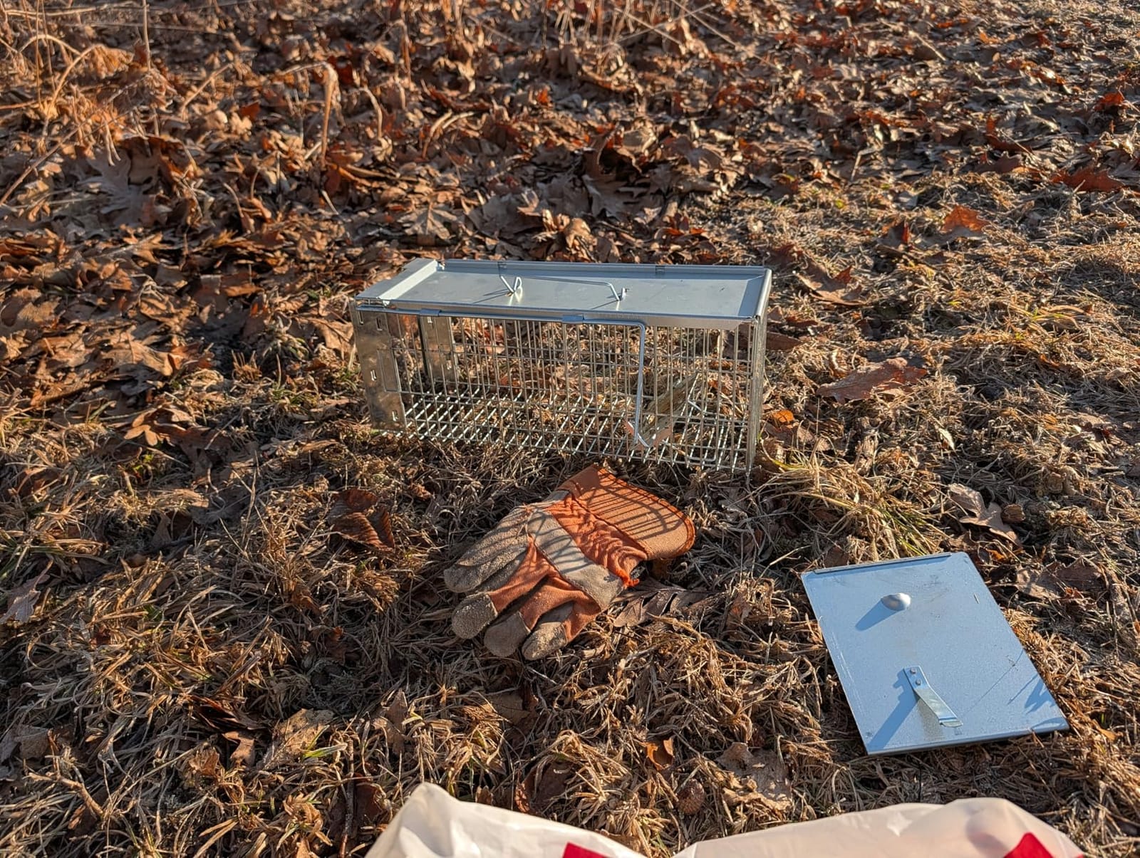 Faicuk Large Collapsible Humane Live Animal Cage Trap for Raccoon, Opossum, Stray Cat, Rabbit, Groundhog and Armadillo 32 x 11 x 13 Inch customer photo 1