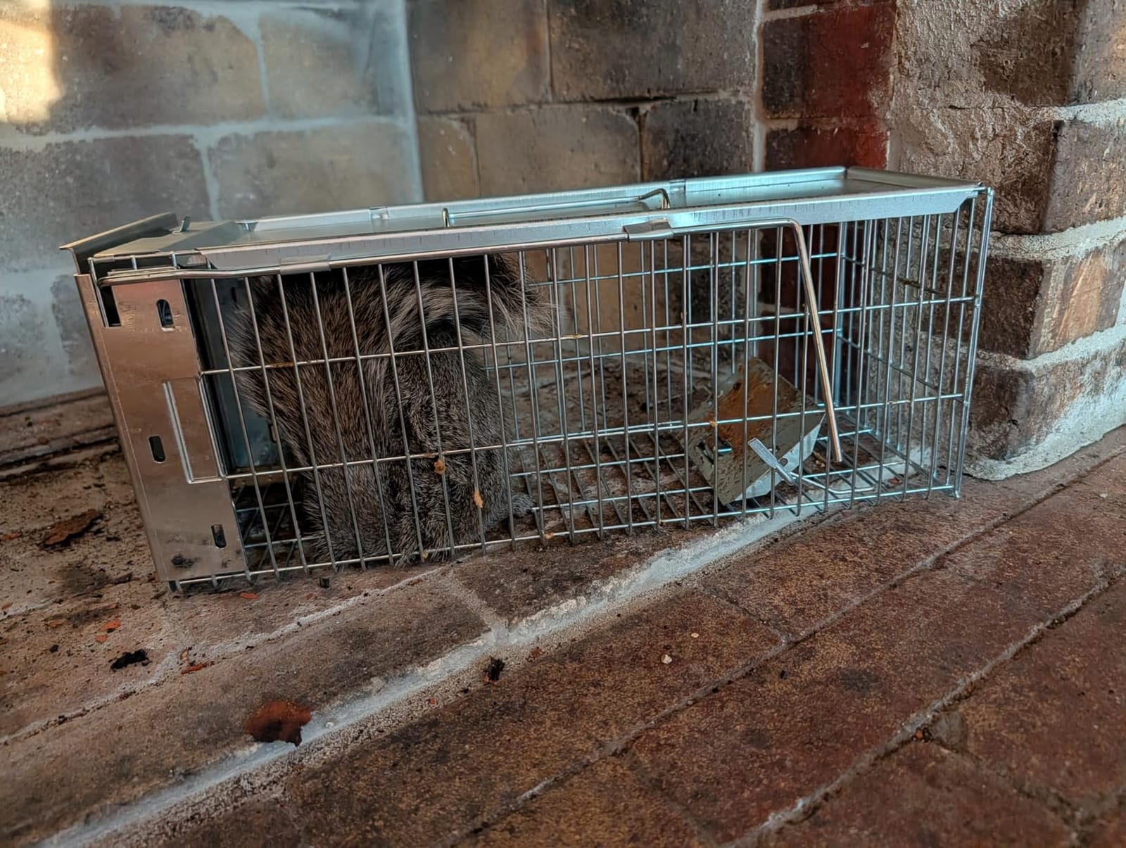 Faicuk Large Collapsible Humane Live Animal Cage Trap for Raccoon, Opossum, Stray Cat, Rabbit, Groundhog and Armadillo 32 x 11 x 13 Inch customer photo 2