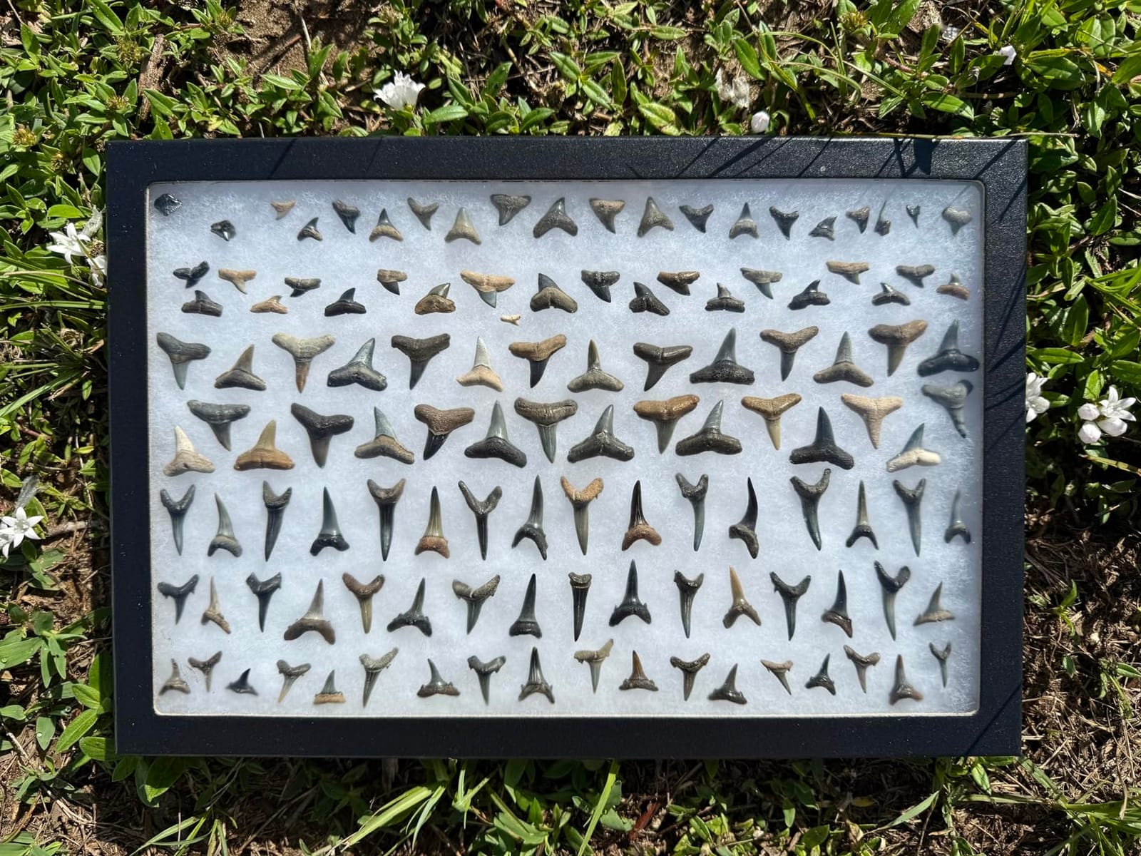 6 Pack of Riker Display Cases 8 x 12 x 3/4 with Glass Top for Collectibles Jewelry Arrowheads Relics & More customer photo 2