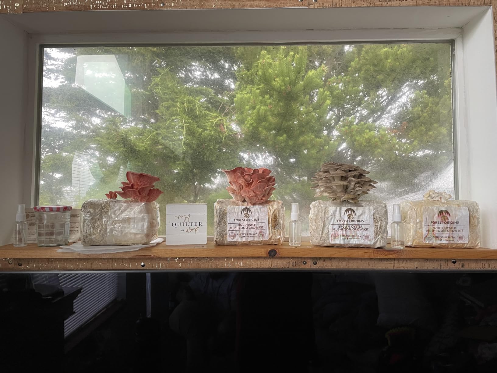 Forest Origins Pink Oyster Mushroom Grow Kit, Ready to Grow Indoors customer photo 2
