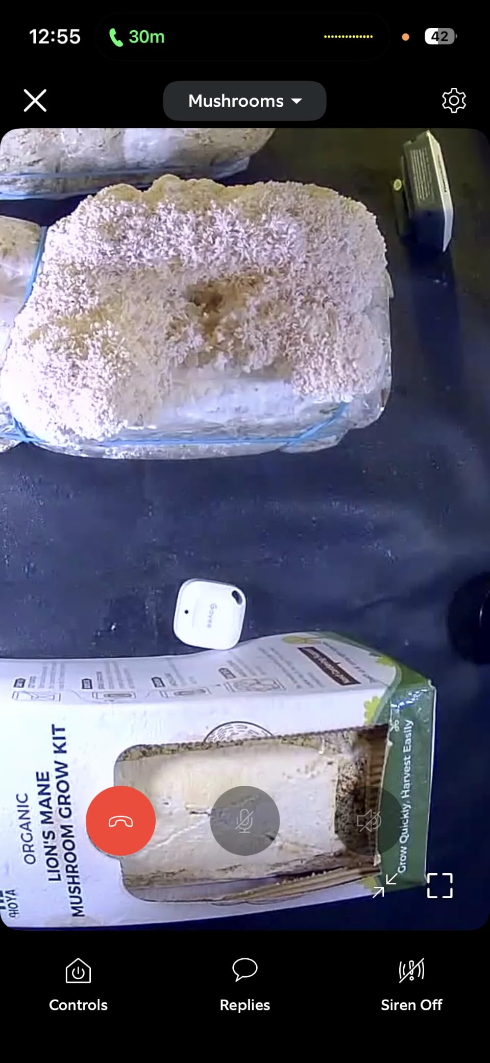 North Spore Organic Lion's Mane Mushroom Grow Kit, 4 lbs customer photo 1