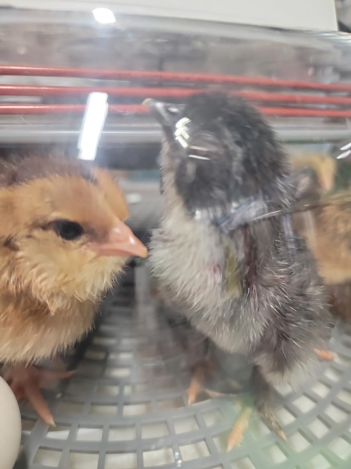 Harris Farms Nurture Right Egg Incubator with Auto Turner, Holds 22 Eggs customer photo 1
