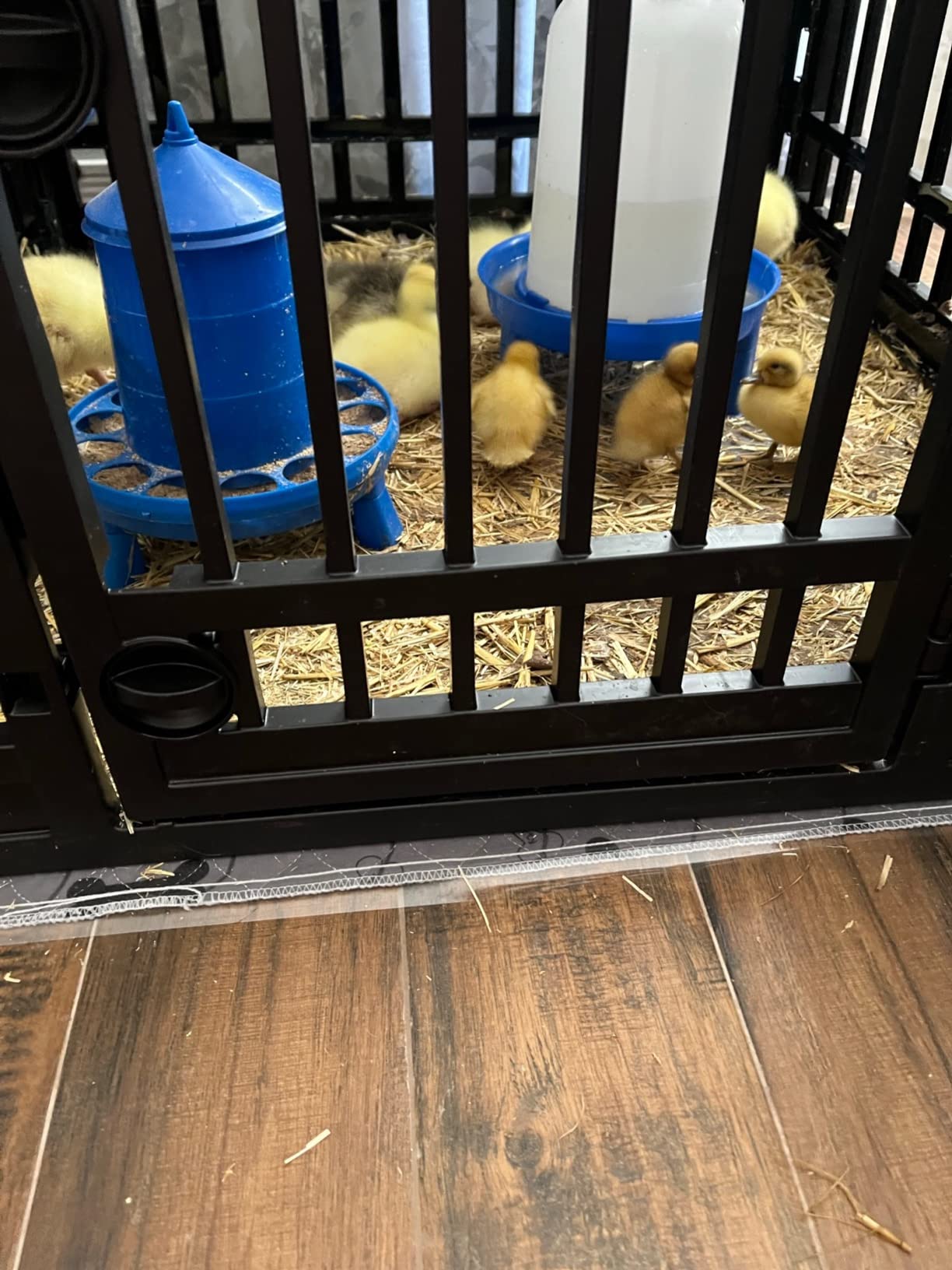 Double-Tuf® Poultry Feeder with Legs | Durable Feeding Container | Carrying Handle for Chickens & Birds | Chicken Feeder | 4 Lbs customer photo 1