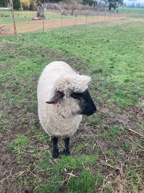 Sheep Shears Pro Electric Sheep Shearing Clipper, 110V, 500W with 2 Blades customer photo 1