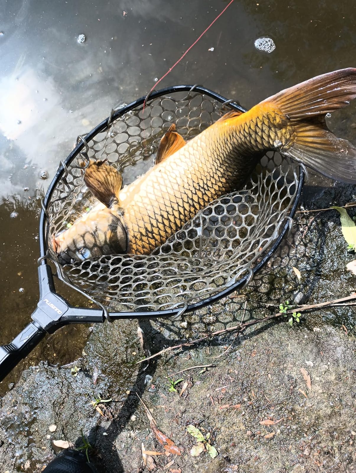 PLUSINNO Fly Fishing Net, Bass Trout Landing Net, Folding Fishing Nets Fresh Water, Safe Fish Catching or Releasing customer photo 1