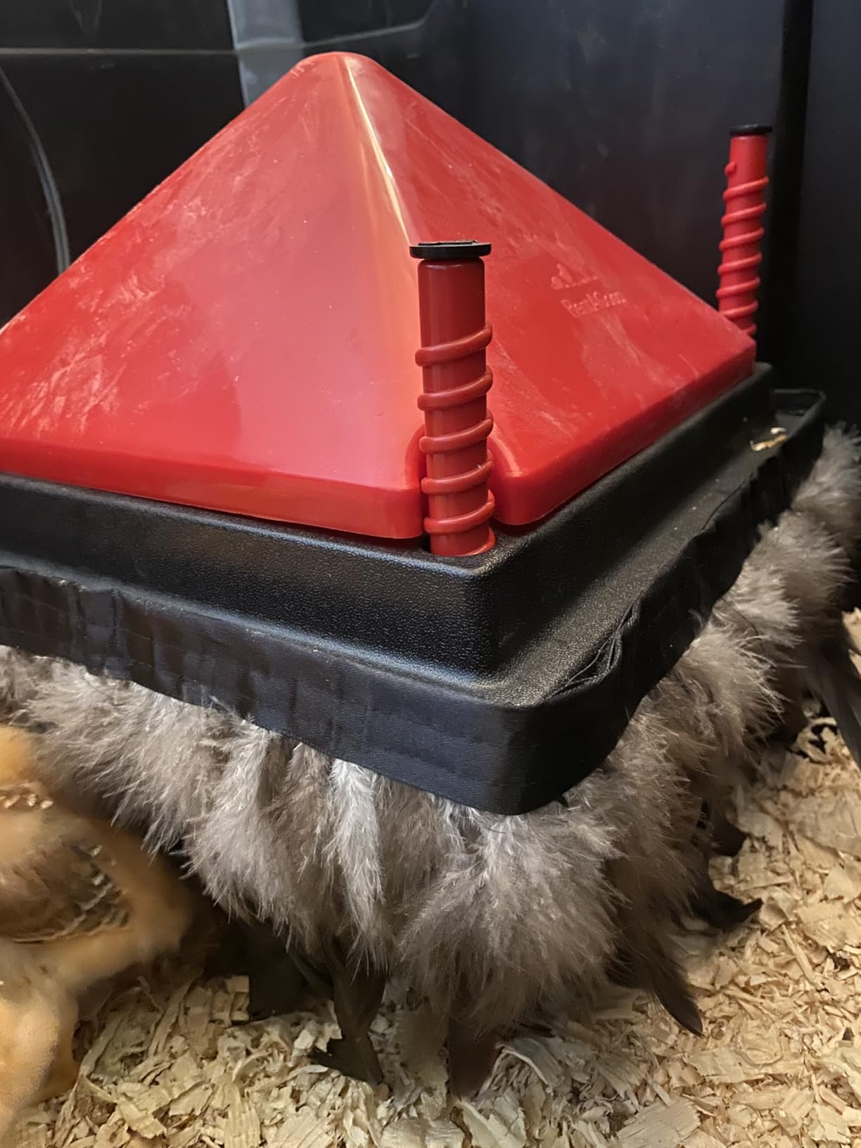 RentACoop 12x12