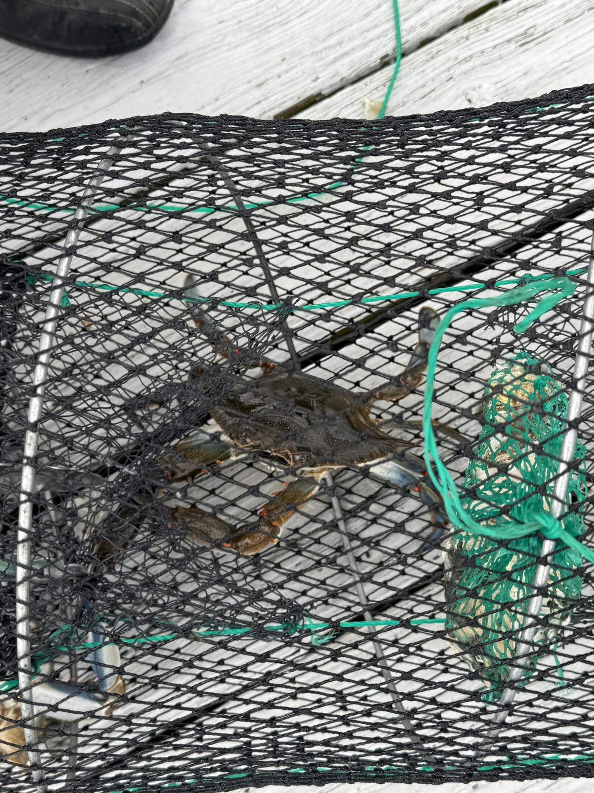 Drasry Crab Trap Bait Lobster Crawfish Shrimp Portable Folded Cast Net Magic Collapsible Fishing Traps Nets Accessories for Blue Crabs customer photo 2