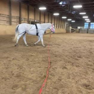 Ultimate Horse Lunging Training Aid System Lunge Equipment for Pony Cob Horse Draft Size customer photo 1