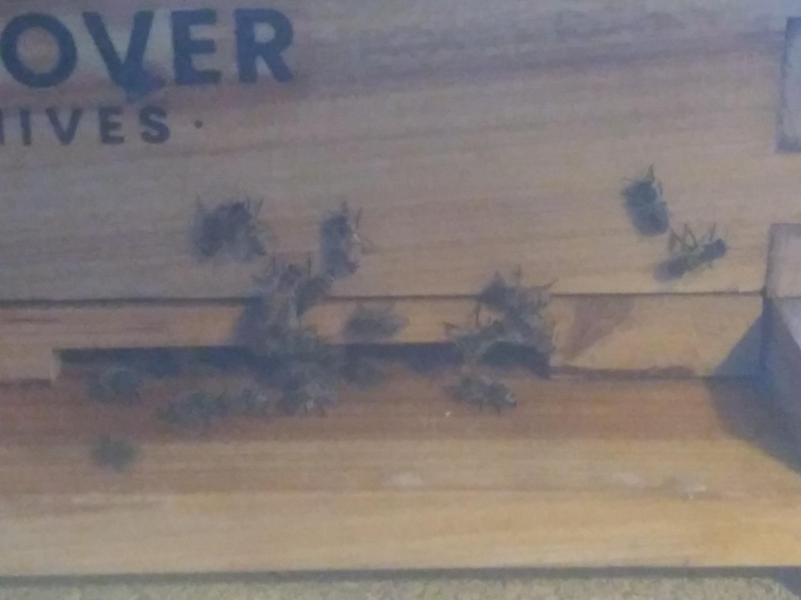 Hoover Hives Complete 8-Frame Beehive Kit - Wax-Coated Fir Wood, Includes 2 Deep Brood Boxes, 1 Medium Super, Langstroth Frames & CellTech Foundations - Durable, Weather-Resistant Beekeeping Supplies customer photo 1