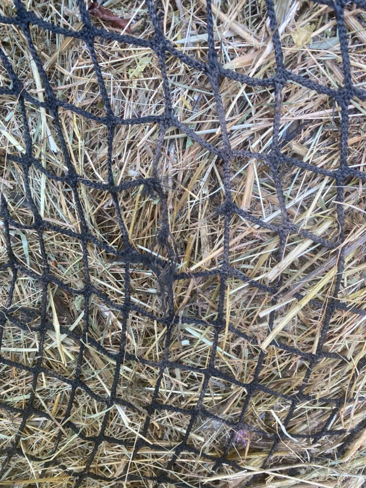 KNOTLESS Heavy Duty 5mm Thick Round Bale Slow Feed Hay Net 6x6 (Hole_Size_2.5 inches) customer photo 1