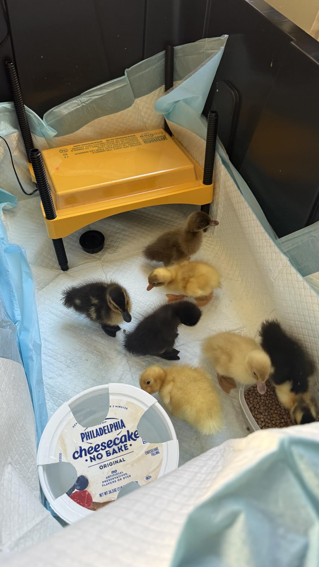 Brinsea Ecoglow Safety 600 Chick or Duckling Brooder, Up to 20 Chicks - Height-adjustable 12W Brooder Plate customer photo 2