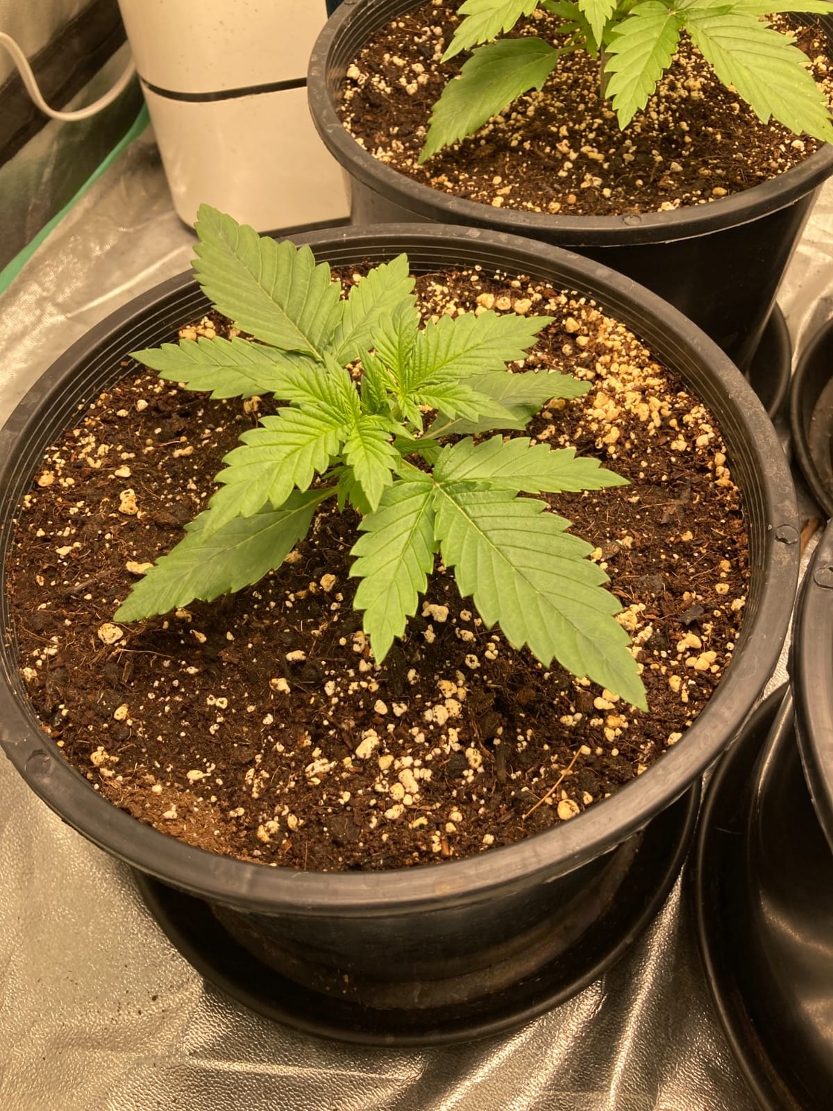 MARS HYDRO 300W TSL2000 Led Grow Lights for Indoor Plants | with Dimmable Daisy Chain Full Spectrum Patented Reflector Growing Lamps Seed Starting Veg Bloom in 4x2/5x3ft Grow Tent customer photo 2
