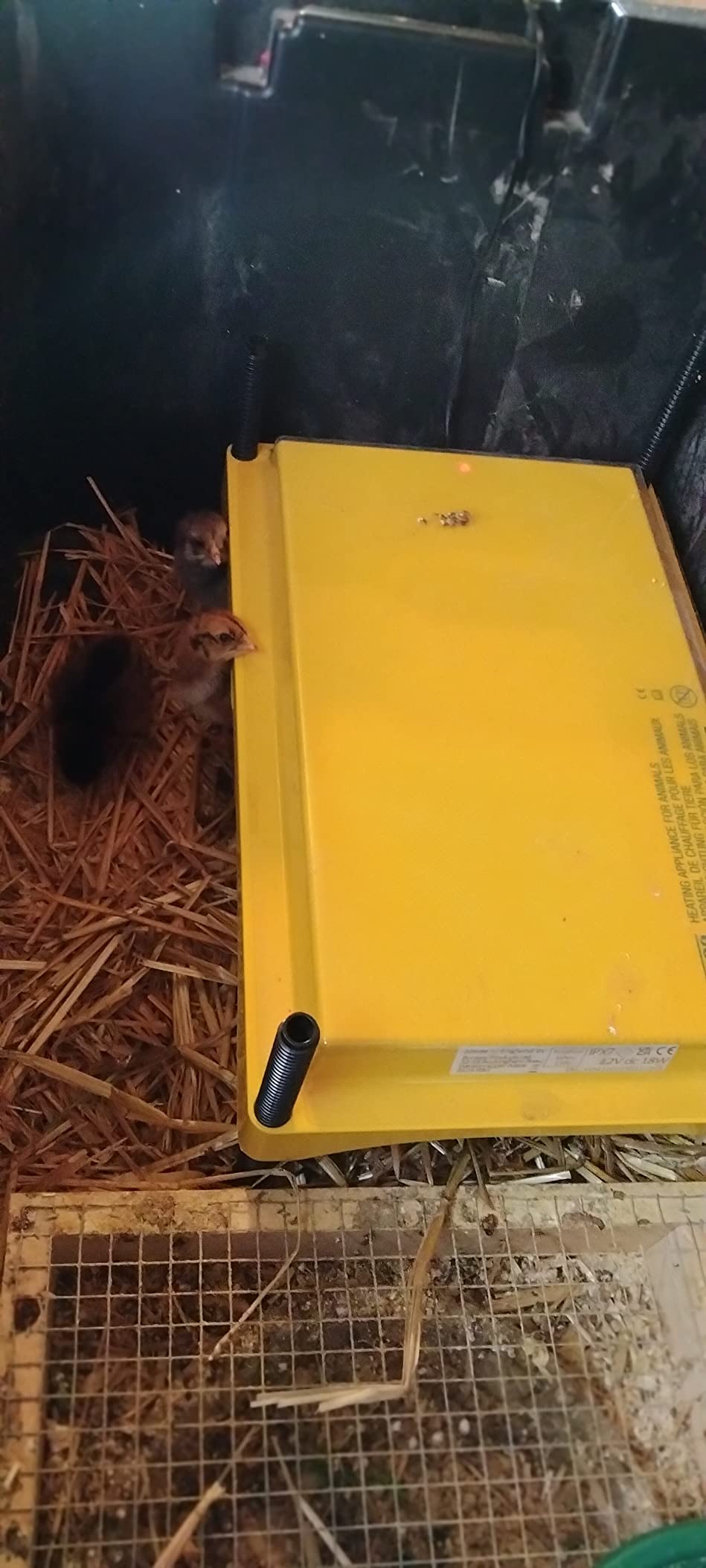 Brinsea Ecoglow Safety 1200 Chick or Duckling Brooder, Up to 35 Chicks customer photo 2