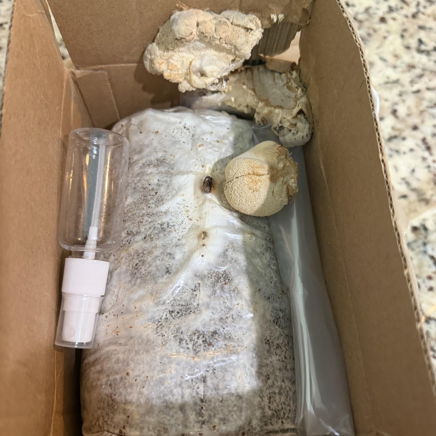 Lion’s Mane Mushroom Grow Kit, 4 lb (Packaging May Vary) customer photo 1