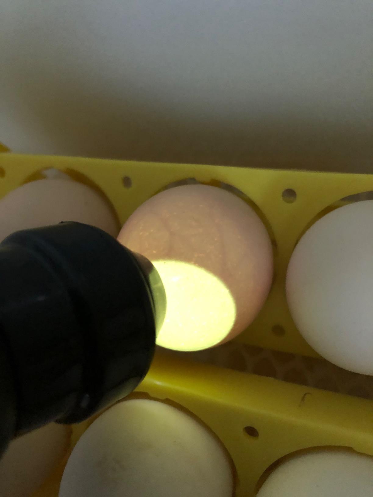 Bright Cool LED Light Egg Candler Tester Incubator for Chickens Ducks Birds Eggs - Powered by Power Cable Only customer photo 1