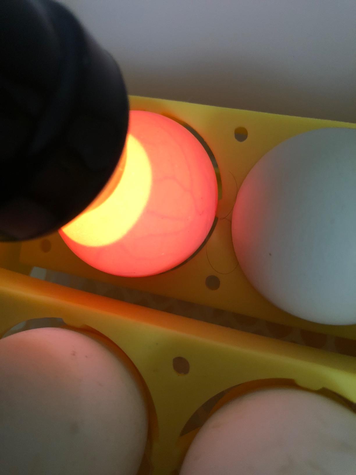 Bright Cool LED Light Egg Candler Tester Incubator for Chickens Ducks Birds Eggs - Powered by Power Cable Only customer photo 2