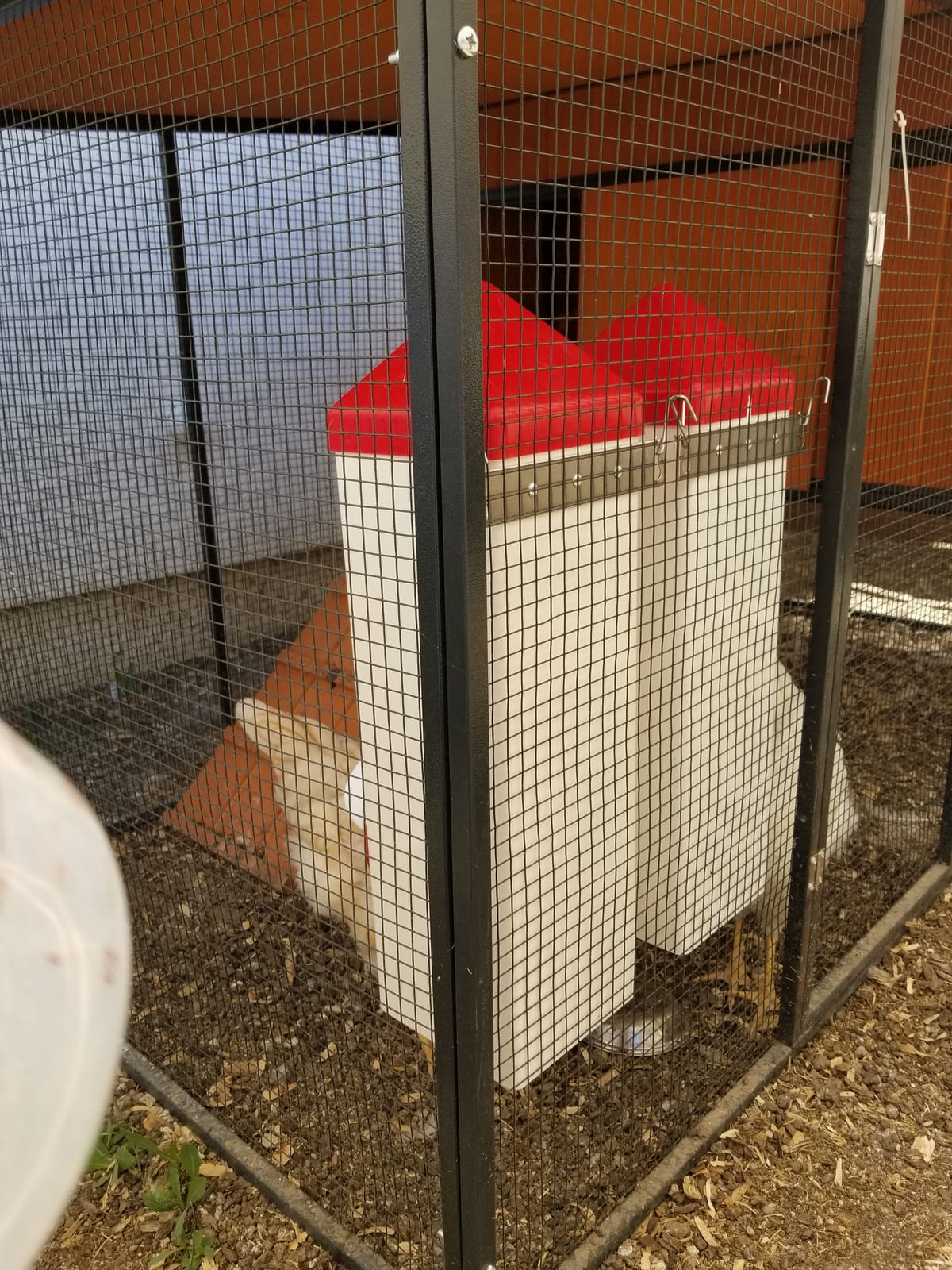 RentACoop 2 Gallon High Rise Chicken Waterer with Cups & Nipples | Includes 2 Auto-fill cups and horizontal nipples, anti-roost cone and mounting kit customer photo 1
