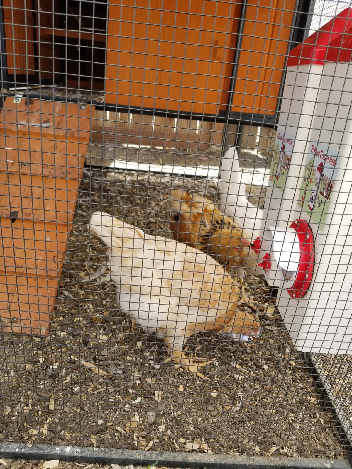 RentACoop 2 Gallon High Rise Chicken Waterer with Cups & Nipples | Includes 2 Auto-fill cups and horizontal nipples, anti-roost cone and mounting kit customer photo 2