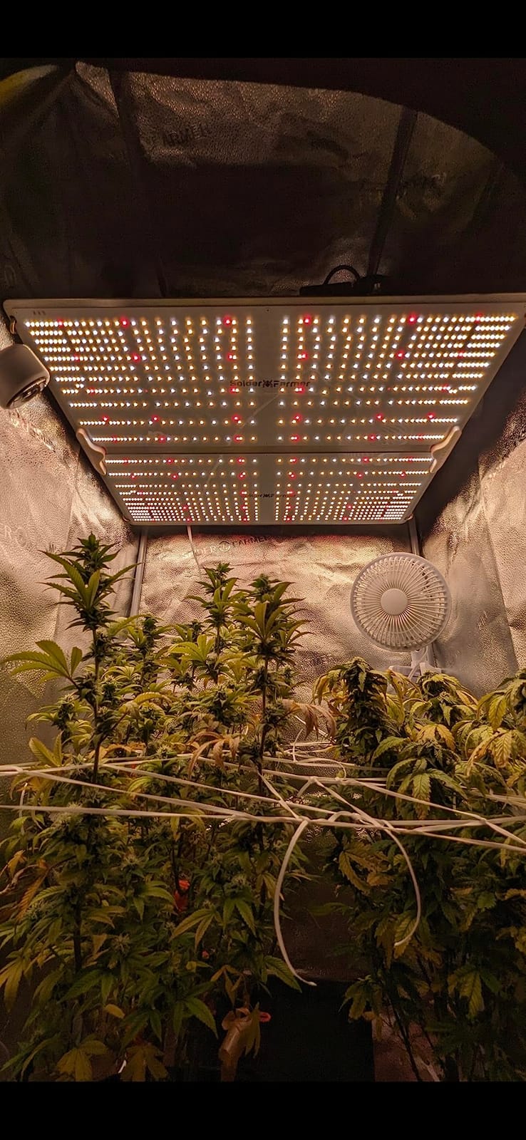 Spider Farmer SF1000 LED Grow Lights for Indoor Plants in 2x2/3x3 Grow Tent customer photo 1