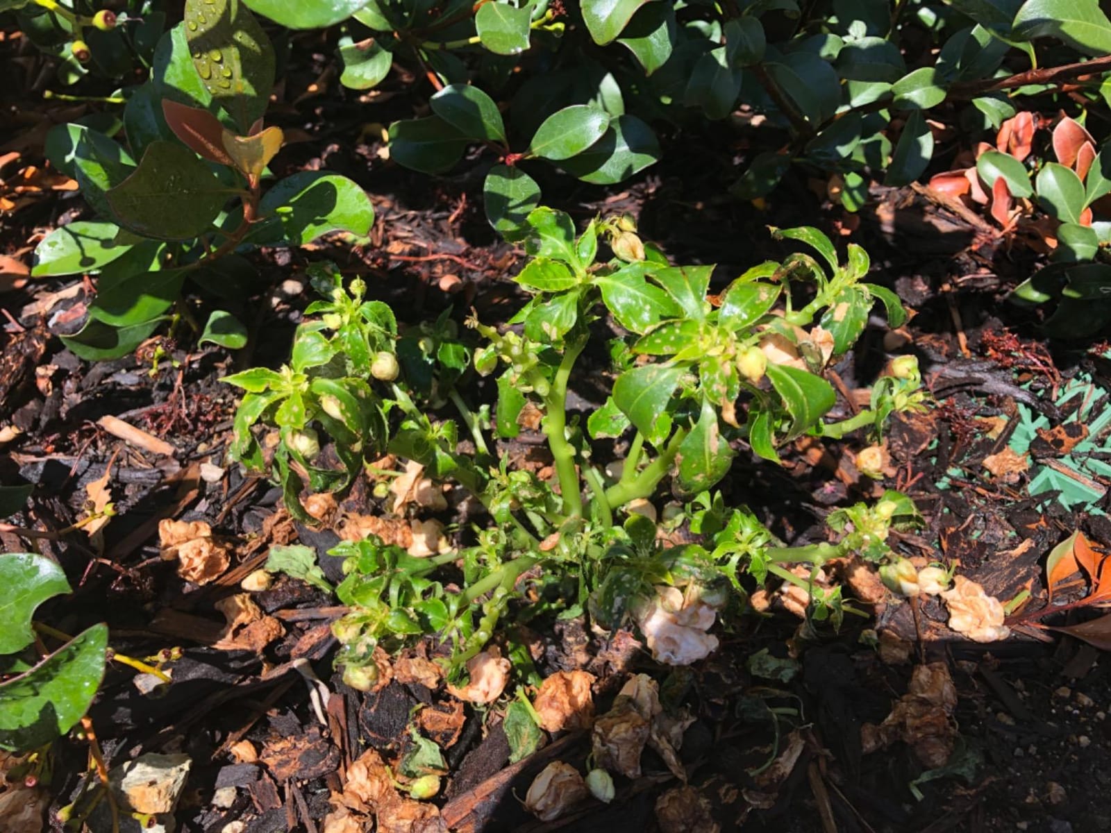 Penterra Soil Penetrant and Wetting Agent – Promotes Water Movement and Root Absorption to Deter Erosion and Improve Nutrient Uptake for Hardier Landscaping and Water Conservation customer photo 1