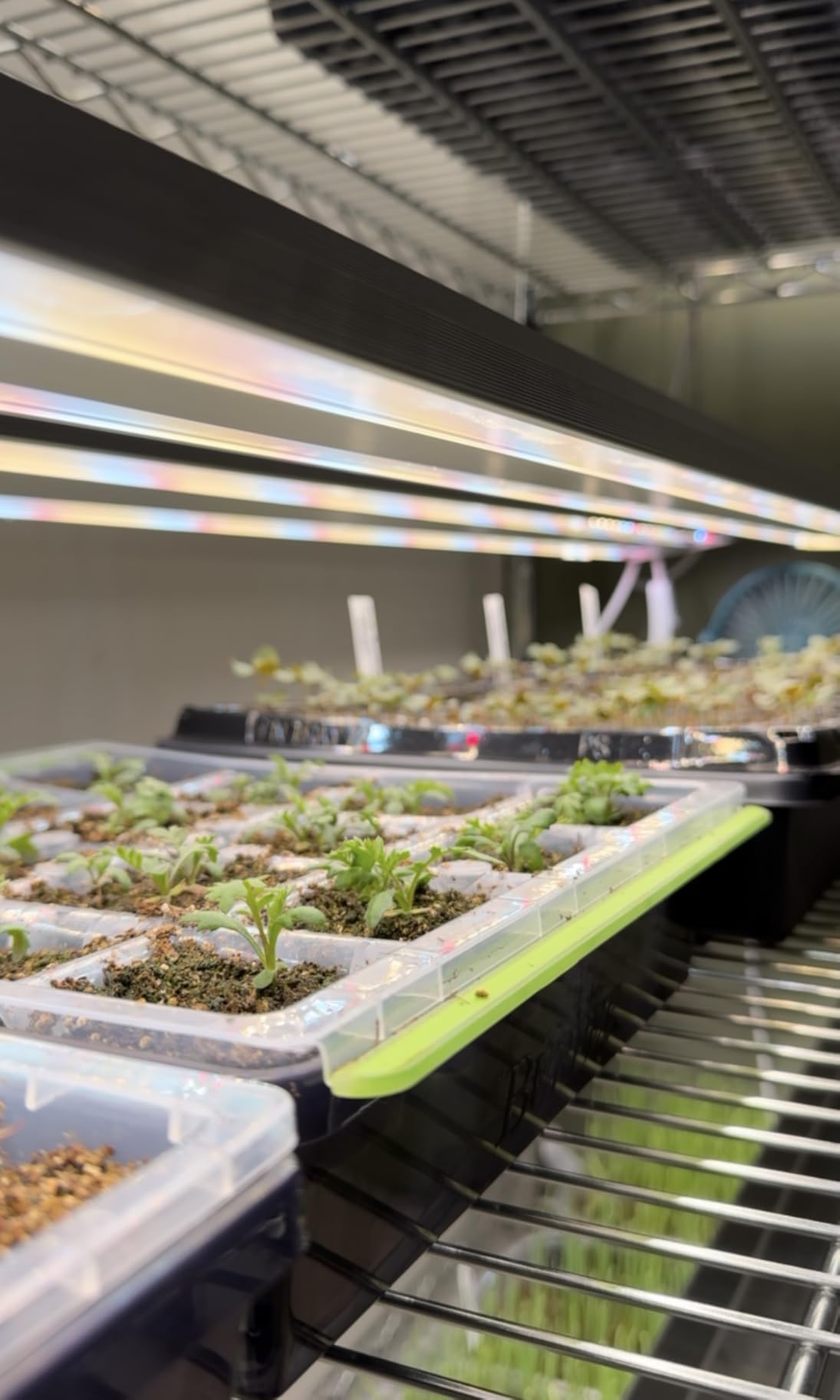 FREELICHT 1Pack 4FT Grow Light for Indoor Plants, 60W=350W, Full Spectrum customer photo 2