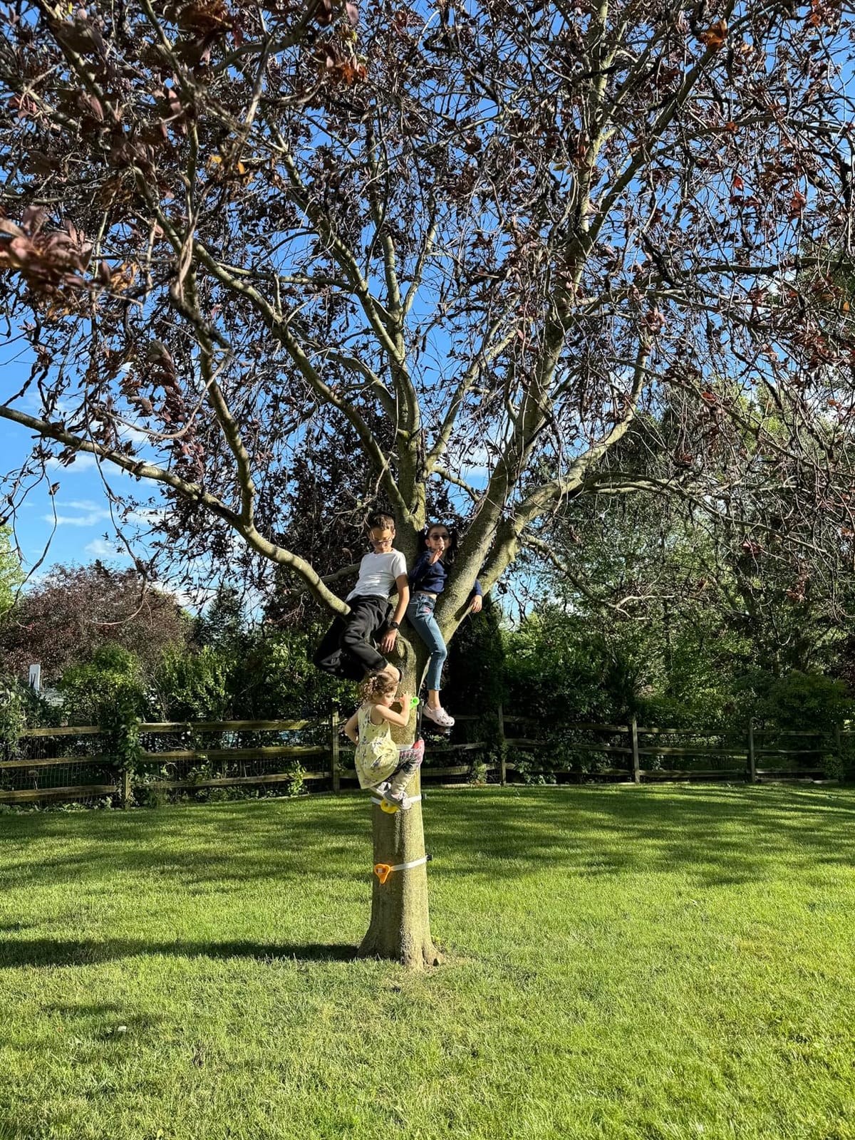TOPNEW 12 Ninja Tree Climbing Holds for Kids Climber, Adult Climbing Rocks with 6 Ratchet Straps for Outdoor Ninja Warrior Obstacle Course Training customer photo 2