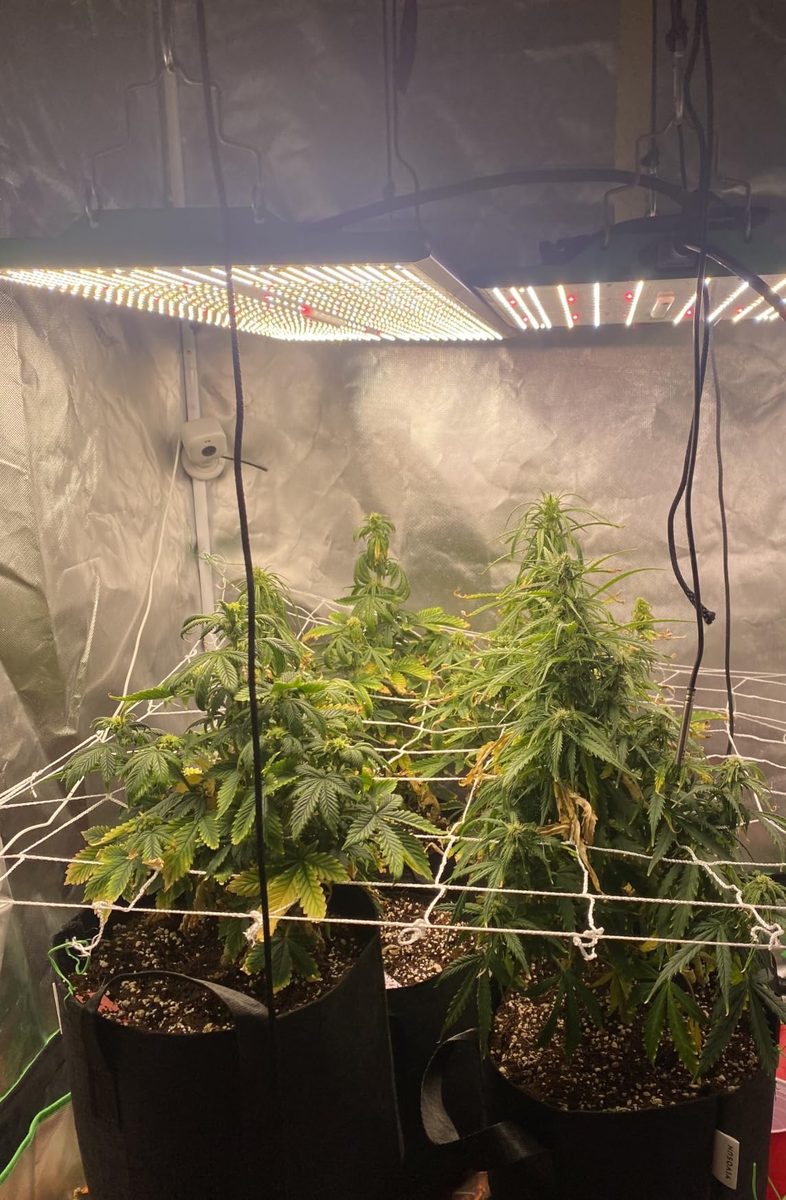100 Watt LED Grow Light for Seed Starting Vegetables Bloom, Plant Lights customer photo 1