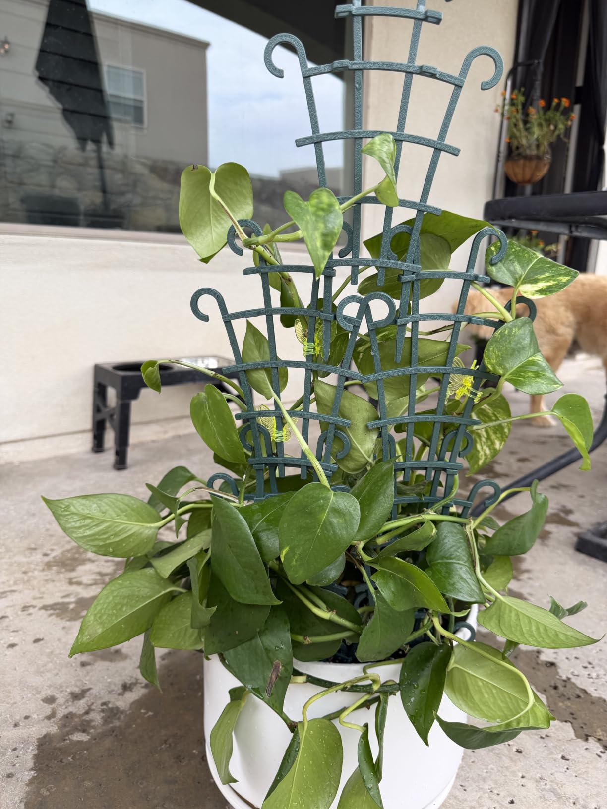 UWIOFF Trellis for Potted Plants, 4Pcs Stackable Small Indoor Plant Trellis customer photo 1