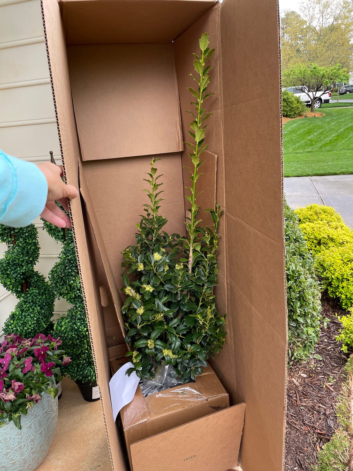 Southern Living 3 Gal. Oakland Holly Shrub customer photo 1