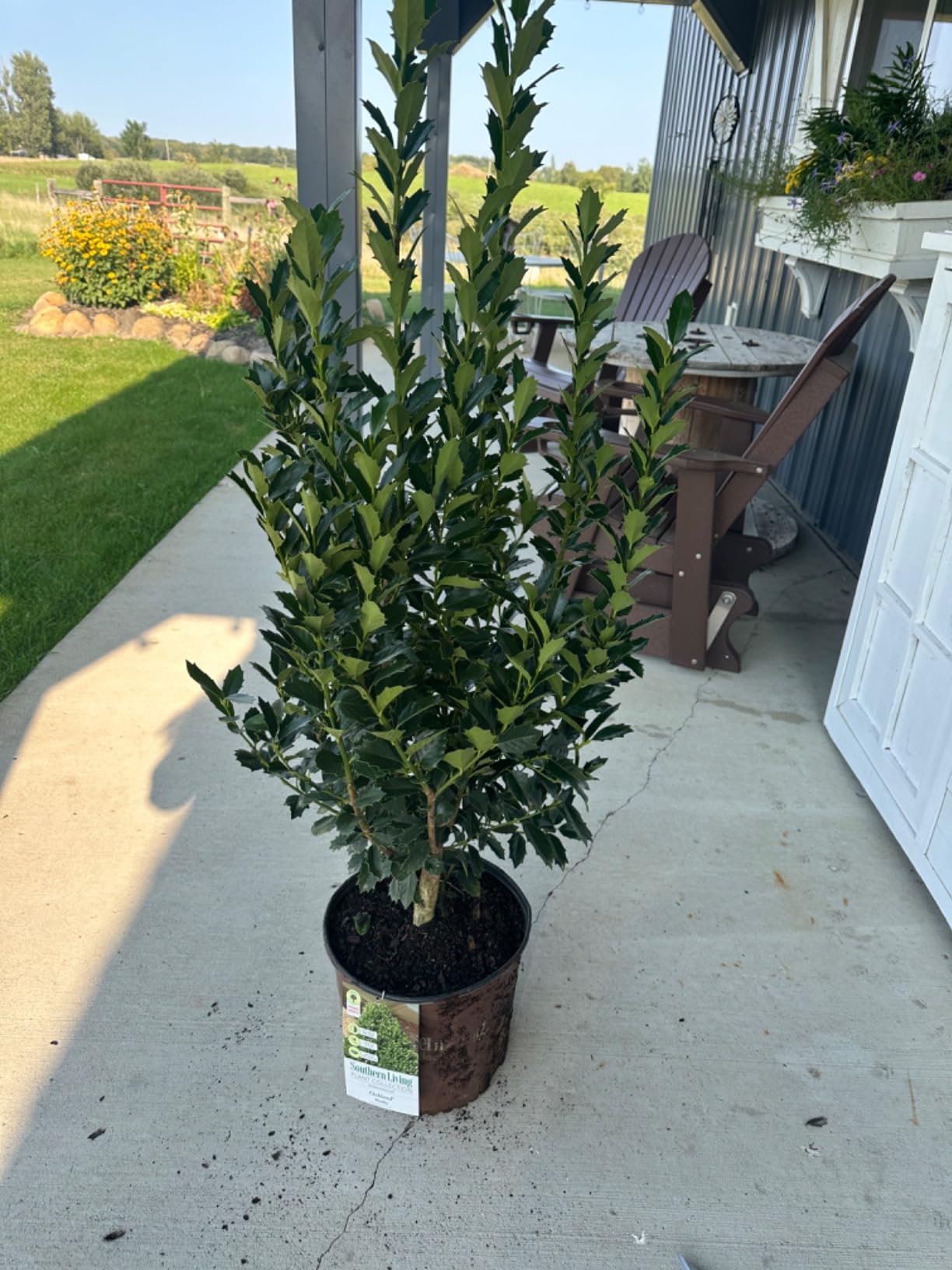 Southern Living 3 Gal. Oakland Holly Shrub customer photo 2