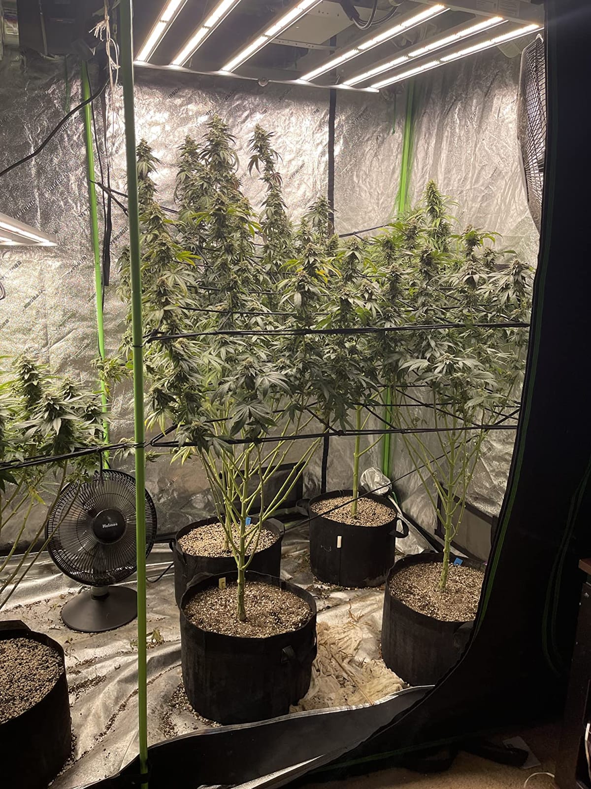 Mars Hydro FC-4800 480W 4x4 LED Grow Light Full Spectrum for Indoor Plants customer photo 2